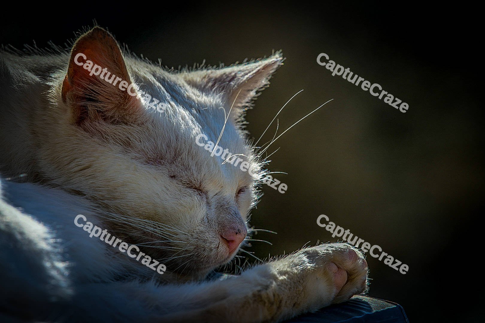 Kitten sleeping